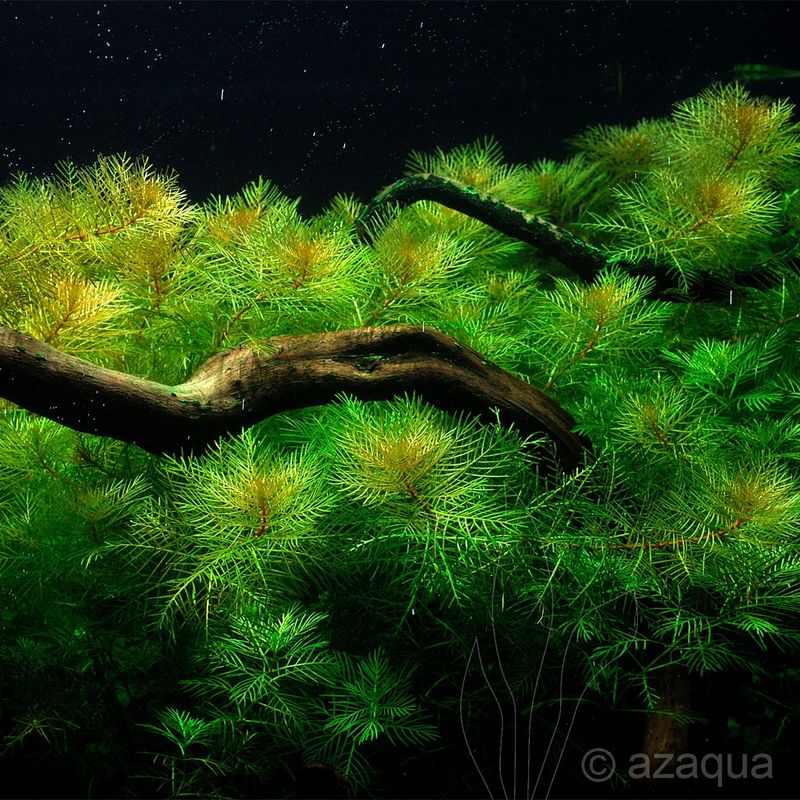 Myriophyllum mattogrossense IN VITRO CUP