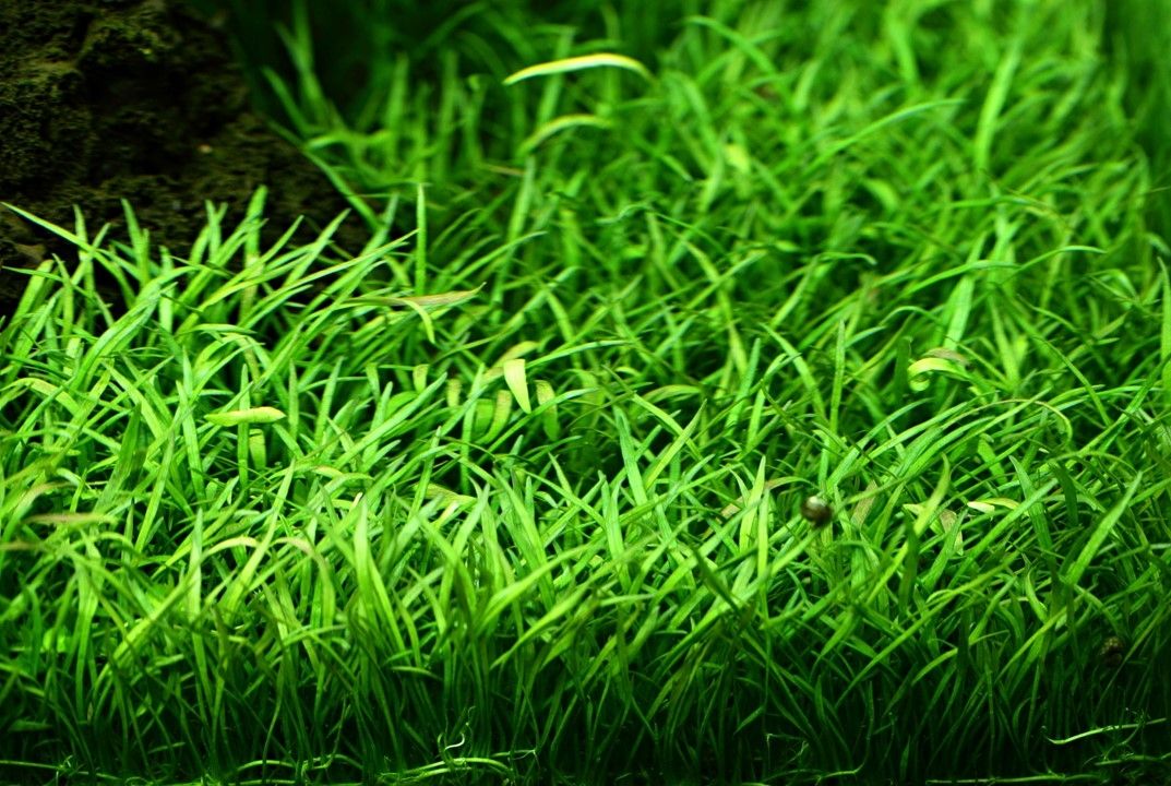 Lilaeopsis novaezelandiae IN VITRO CUP