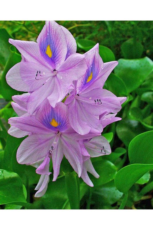 Eichhornia crassipes