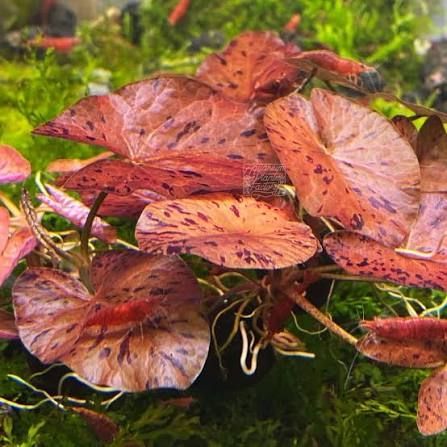 Nymphaea zenkeri red / bulb