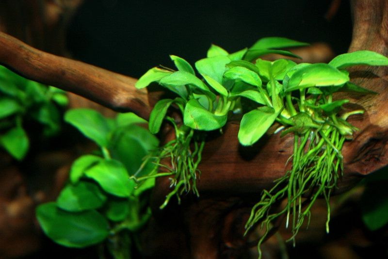 Anubias nana petite / piece