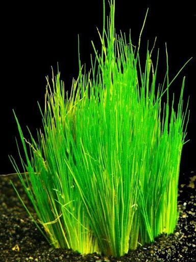 Eleocharis parvula TC cup