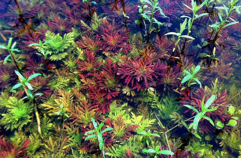 Hygrophila difformis red IN VITRO CUP(H48)