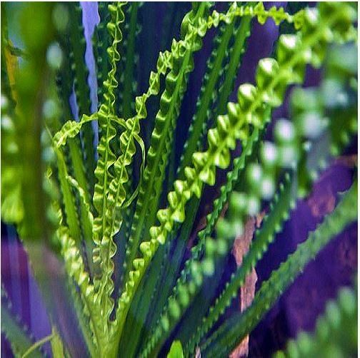 Crinum aquatica (bulb) PIECES