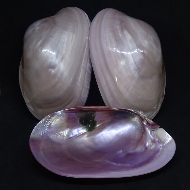 Muschelschale: Rosa, poliert