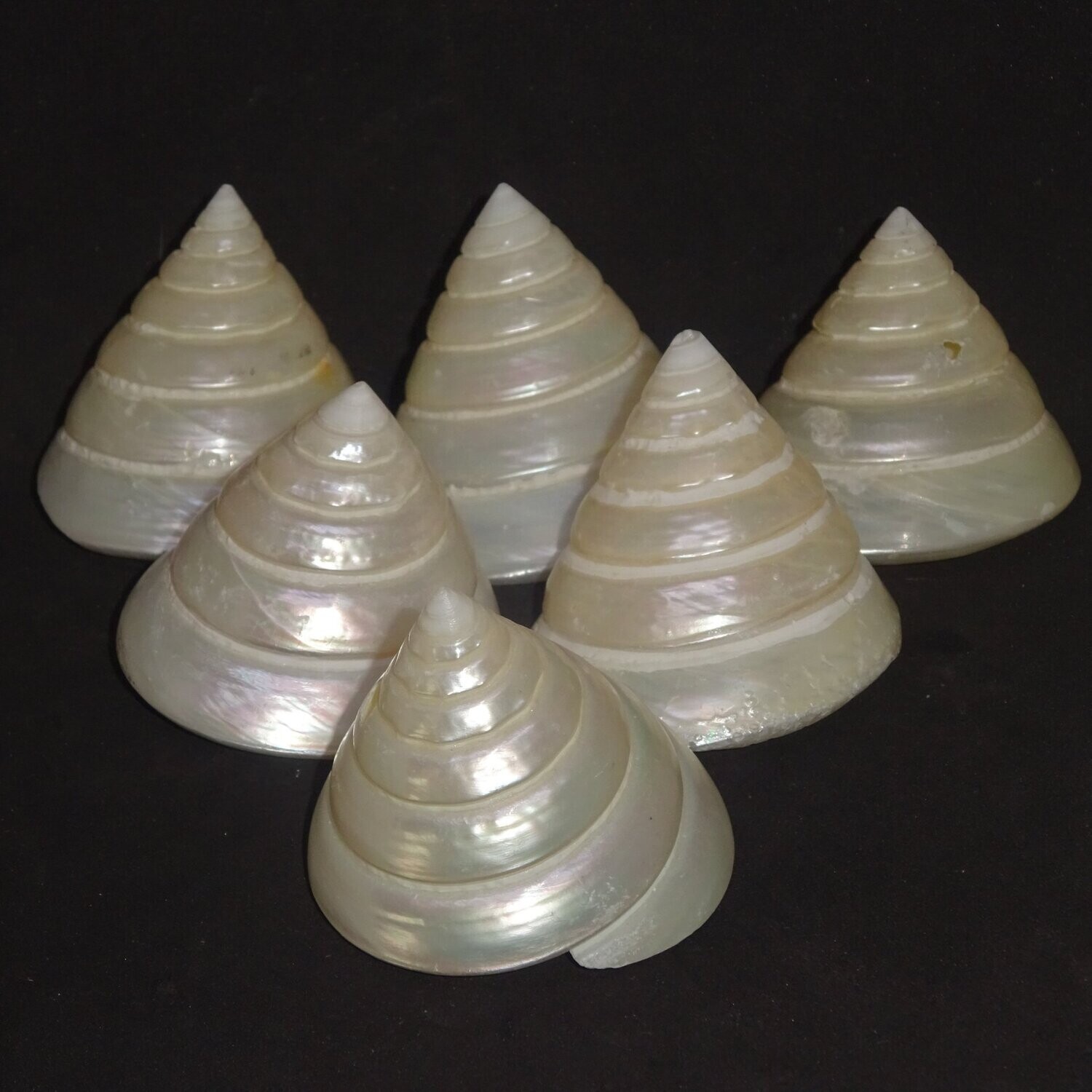 Muschelschale: Muschelhaus, Weiß, poliert