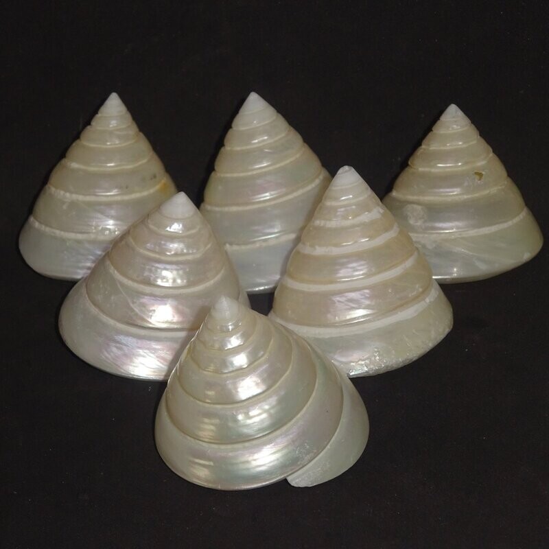 Muschelschale: Muschelhaus, Weiß, poliert Muschelschale: Muschelhaus, Weiß, poliert