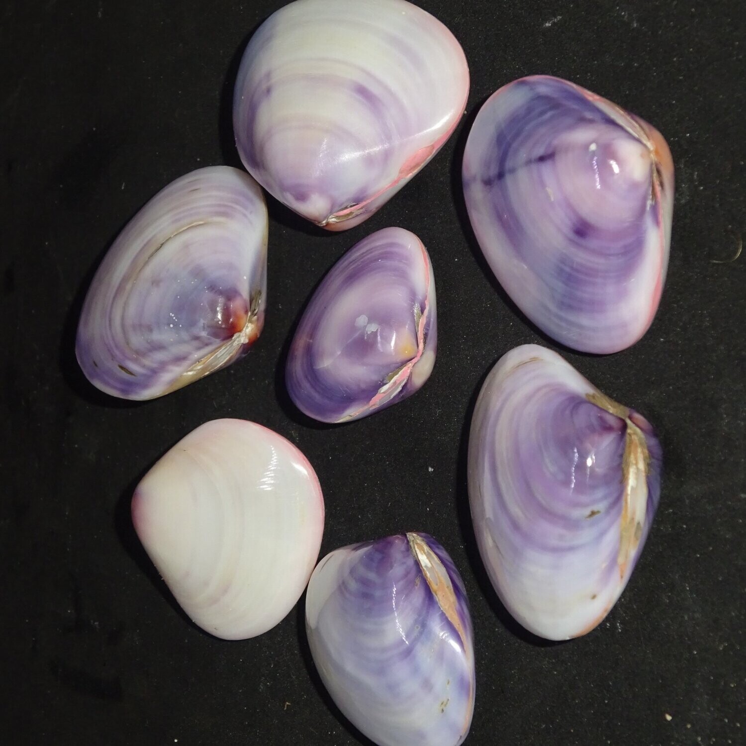 Muschelschale: Violett, aus Vietnam, poliert