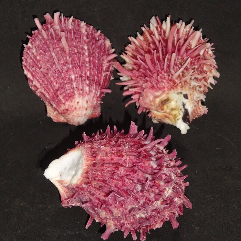 Muschelschale: Pecten Albicon Muschel, poliert, Philiipinen Muschelschale: Pecten Albicon Muschel, poliert, Philiipinen