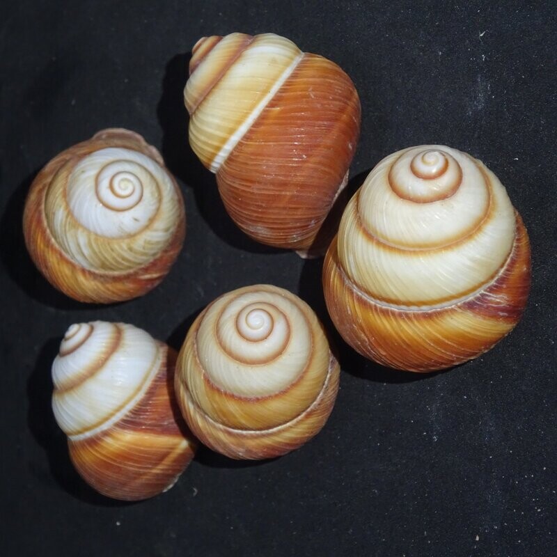 Muschelschale: Turbo Petholatus Muschel, poliert, Vietnam Muschelschale: Turbo Petholatus Muschel, poliert, Vietnam