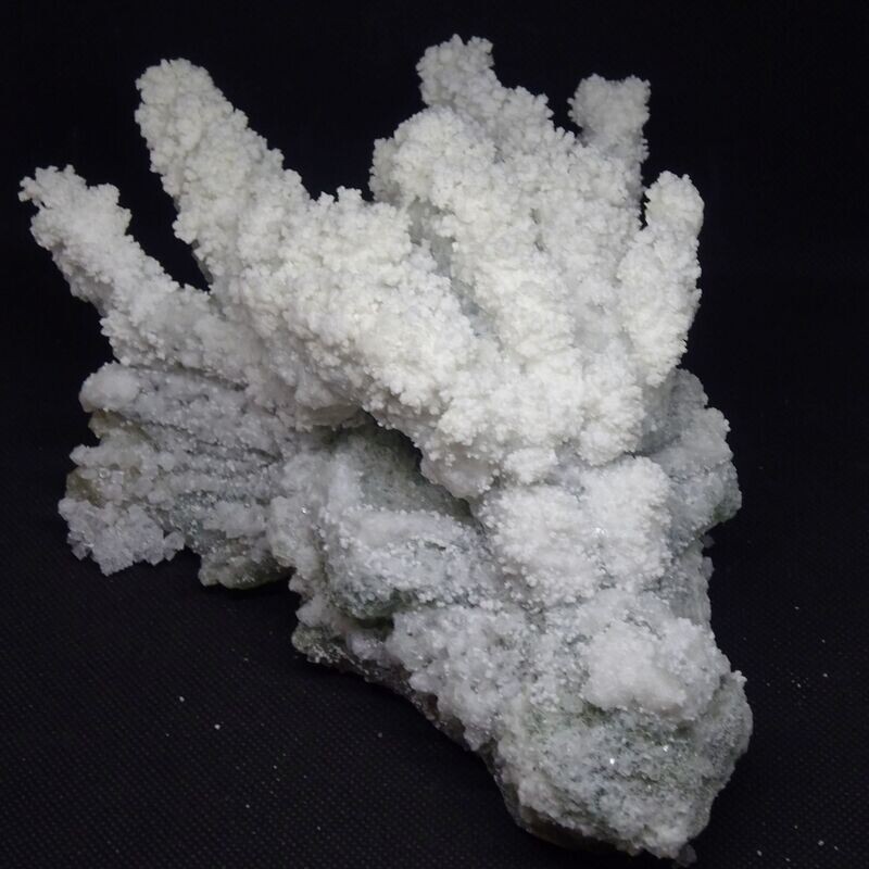 Drachenkopf: Salz auf Prasem 1 Drachenkopf: Salz auf Prasem 1