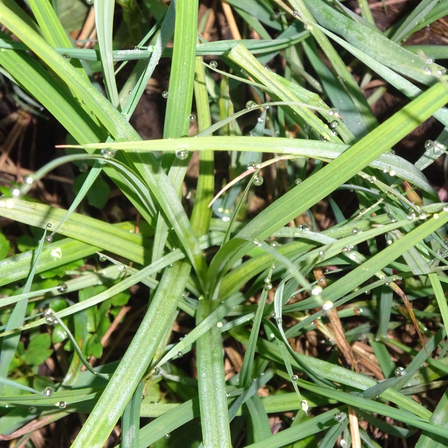 Birgit Hable: Die Vorbereitungstage auf die frühjährlichen Rauhnächte