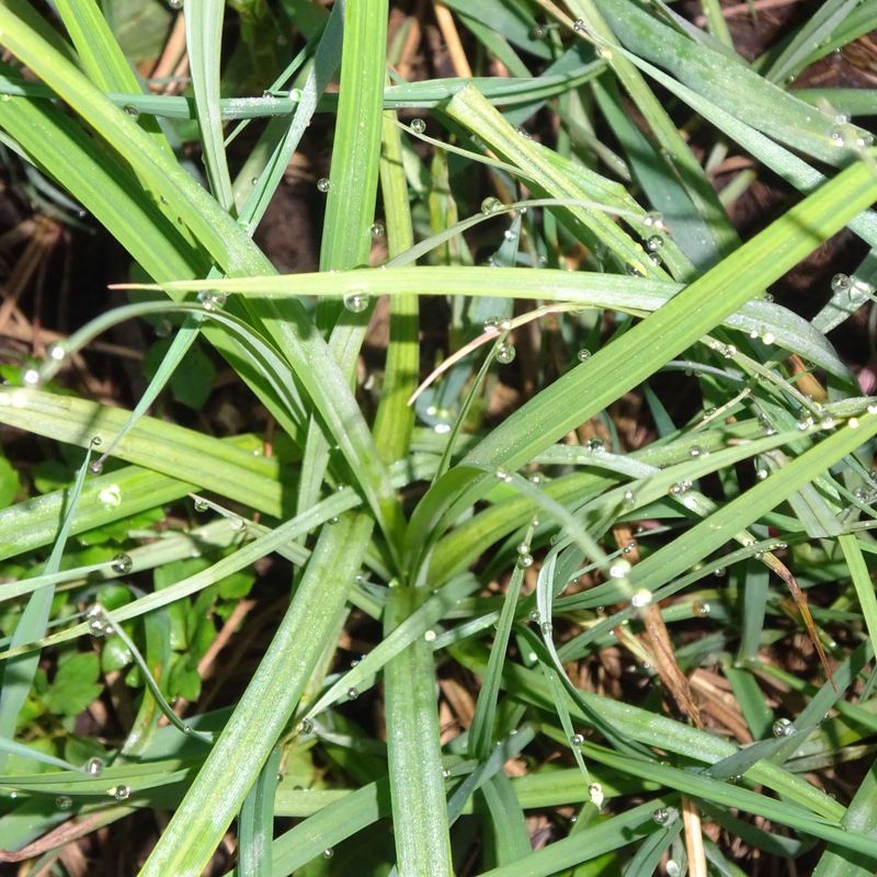 Birgit Hable: Die Vorbereitungstage auf die frühjährlichen Rauhnächte
