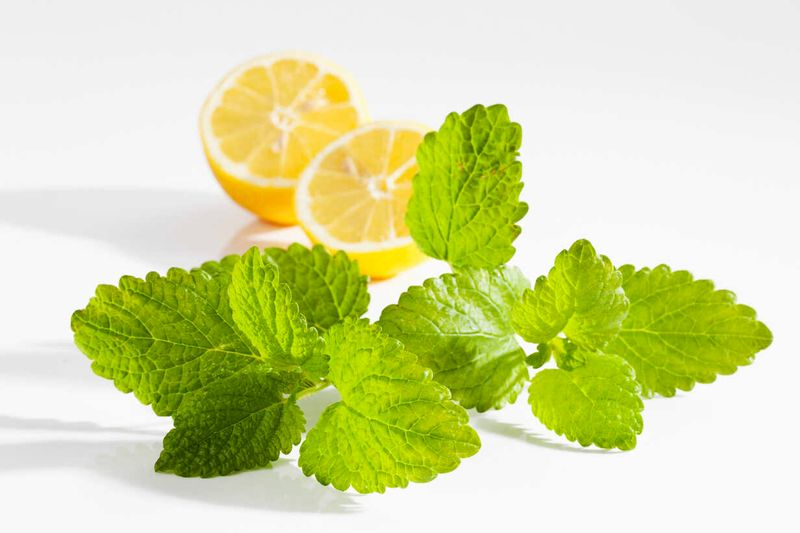 Organic Comfrey &amp; Lemon Balm Salve