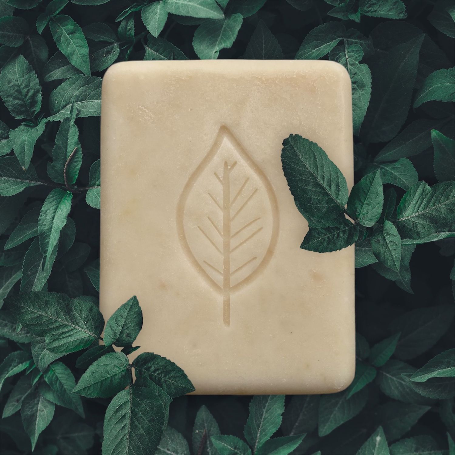 Wild Sage + Aloe