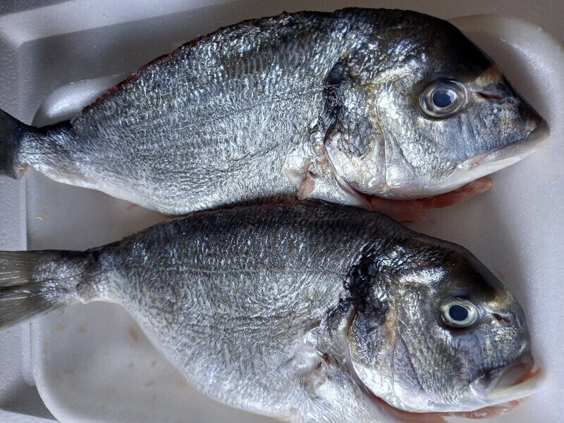 Dorada Directa de Galicia