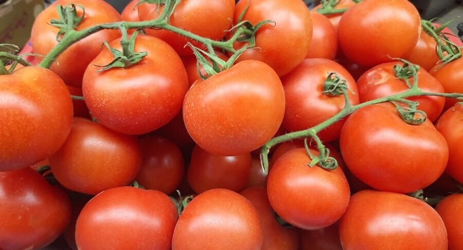 Tomate en Rama
