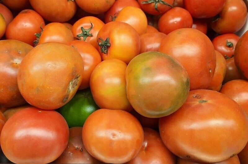 Tomate Raf