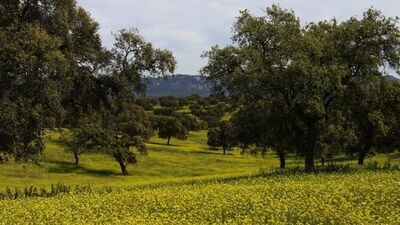 Valle de los Pedroches