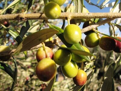 Aceite de Oliva Arbequina