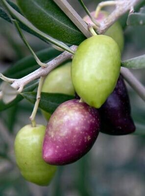 Aceite de Oliva Cornicabra