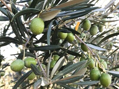 Aceite de Oliva Hojiblanca