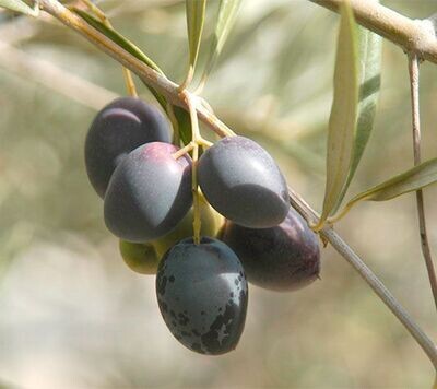 Aceite de Oliva Picual