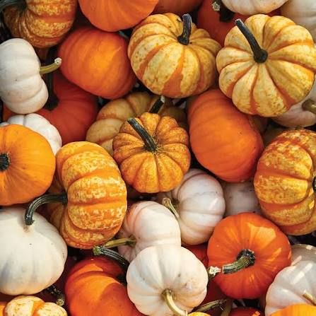 Ms. Wong's Mini Pumpkin Painting Party - October 17, 2026