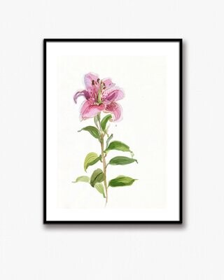 LILY SOLO | ART PRINT