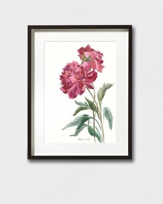 CHINESE PEONY | ART PRINT