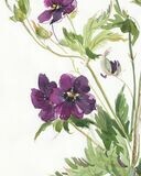 GERANIUM | ART PRINT