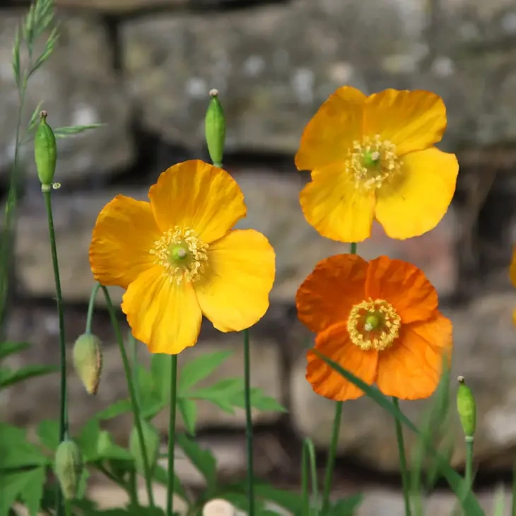 California Greeting Card