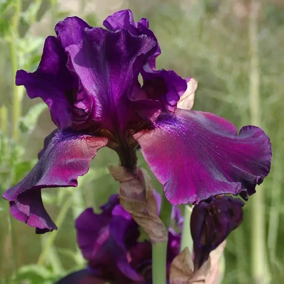 The Purple Iris Greeting Card