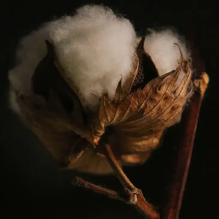 The Cotton Plant Greeting Card