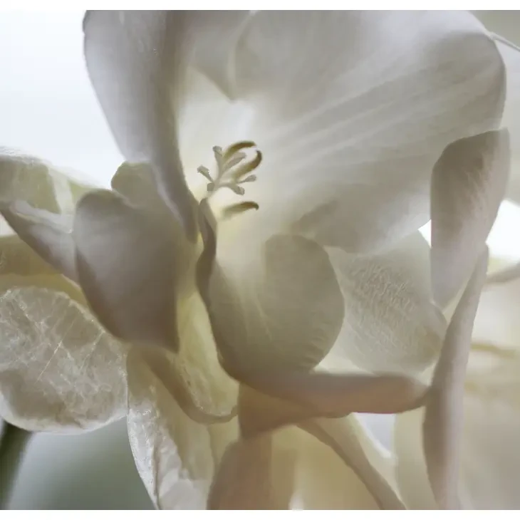 White Petals Greeting Card