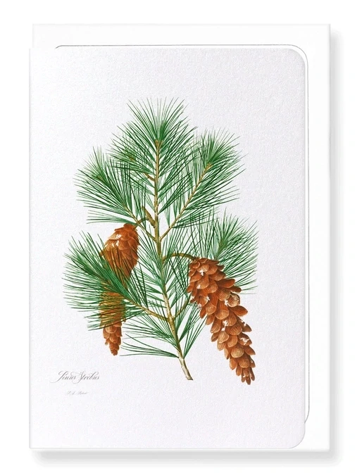WHITE PINE - Greeting Card