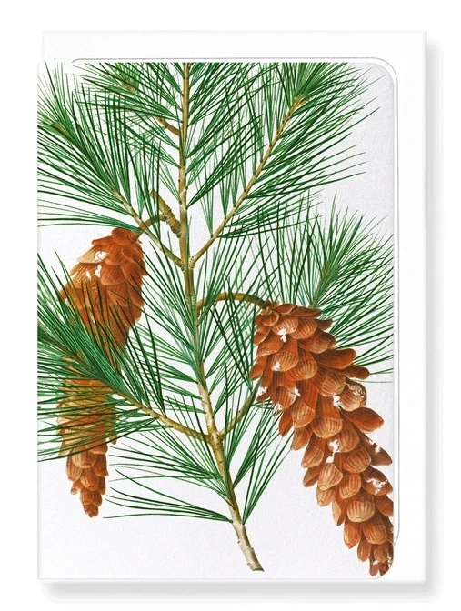 WHITE PINE - Greeting Card