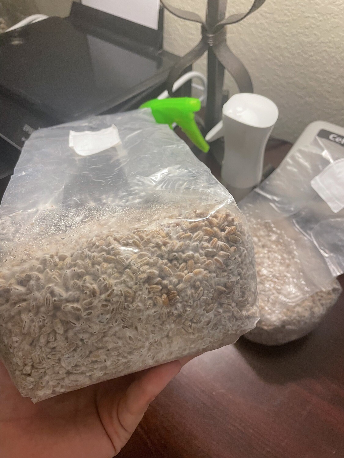 Blue Meanie Grain Spawn