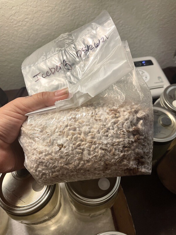 Iceberg Grain Spawn