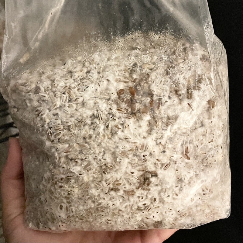 Albino JMF Grain Spawn