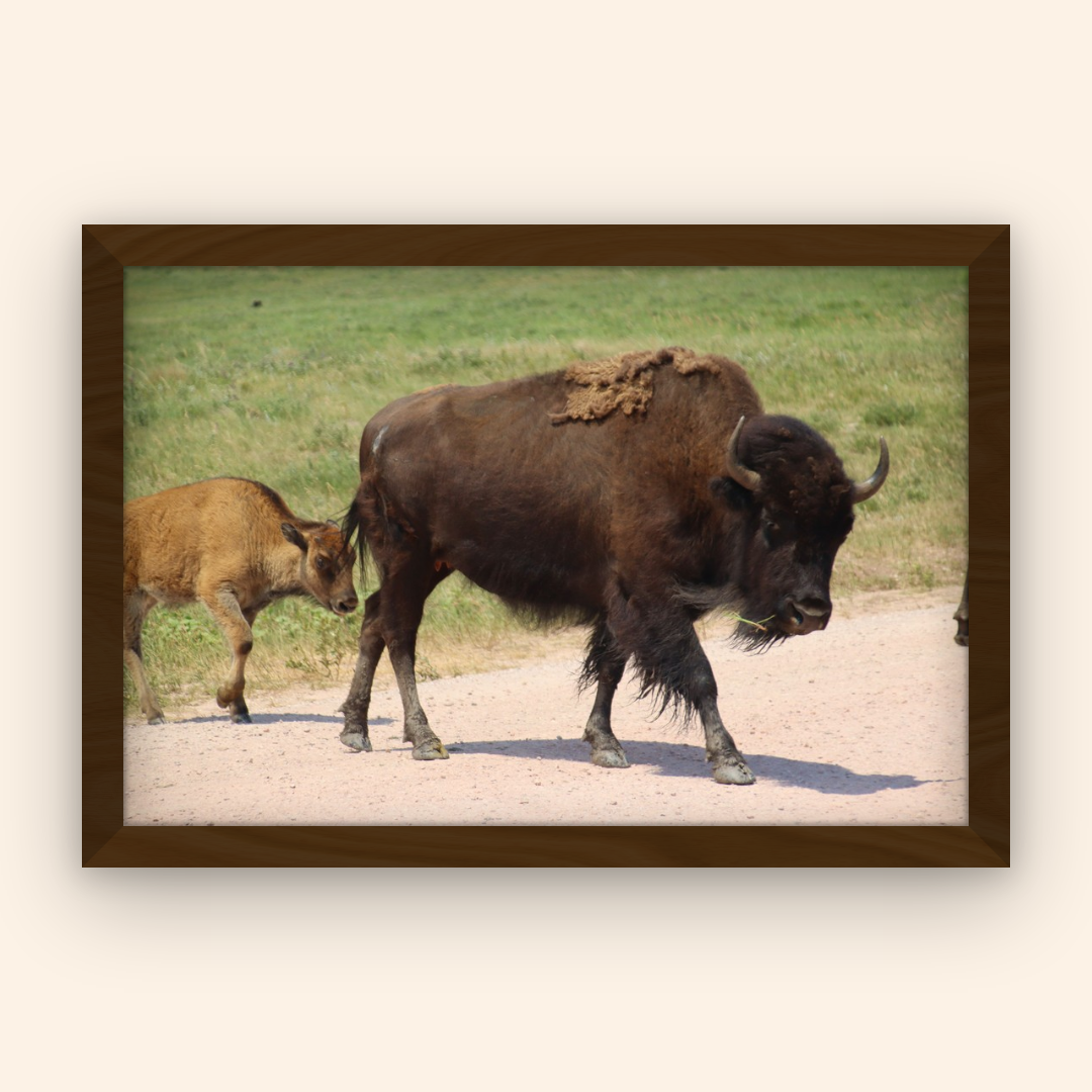 Where the Buffalo Roam Custer State Park - Fine Art Print