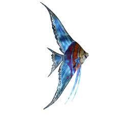 Blue Angelfish Right Facing Metal Wall Art