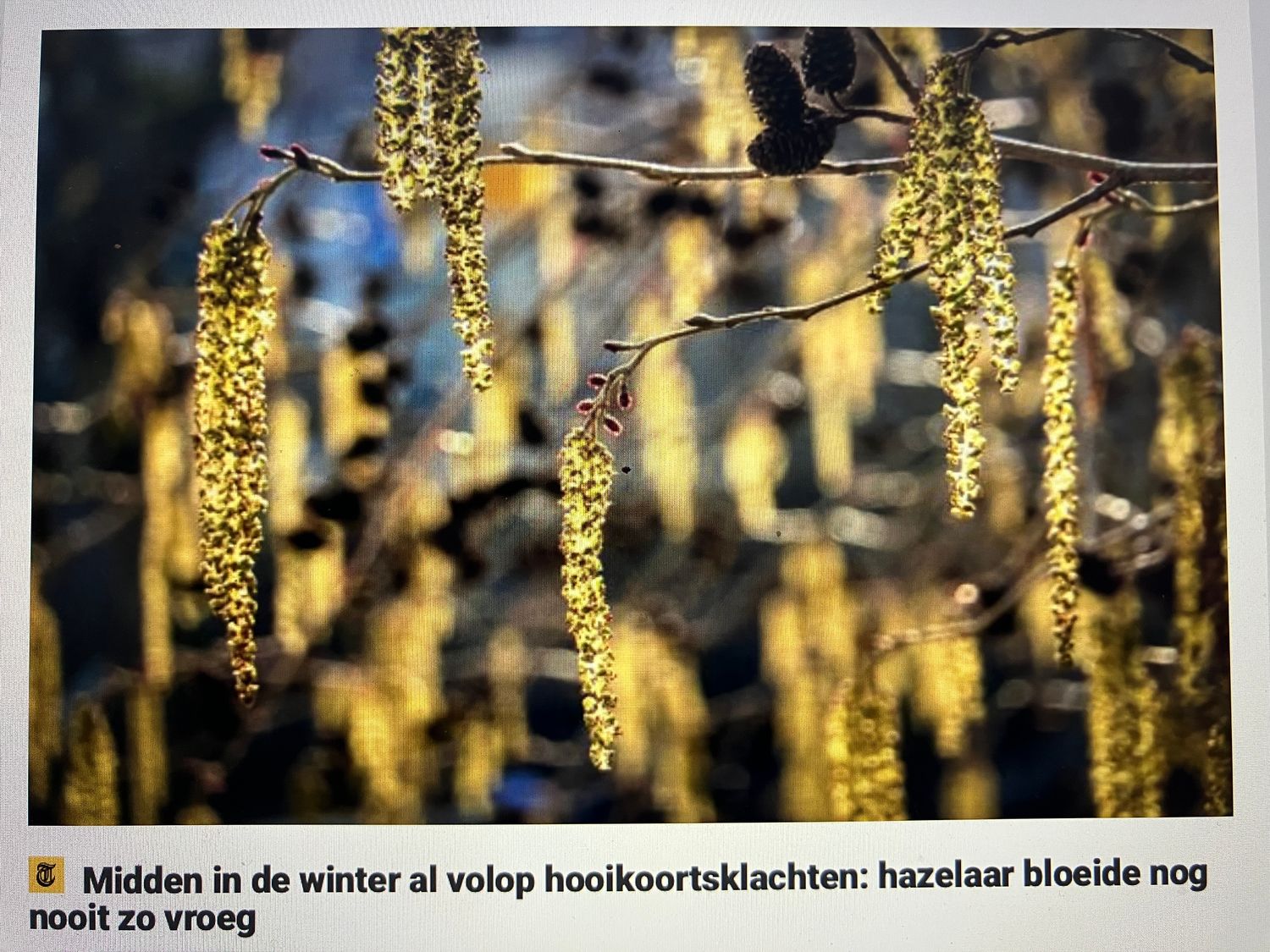 Hoeksche Waardse Raathoning  ± 500.gr 15,00