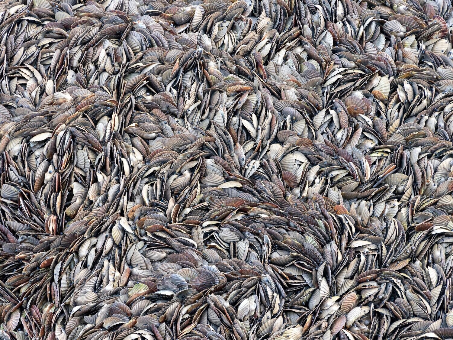 Scallop Shells, Gourdon, Aberdeenshire, Scotland ultraHD Photo Print, Limited Edition