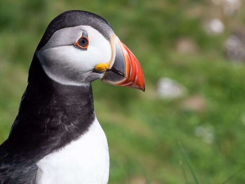 Atlantic Puffin (Fratercula Arctica), Isle of Staffa, Inner Hebrides Archipelago, Scotland ultraHD Photo Print, Limited Edition