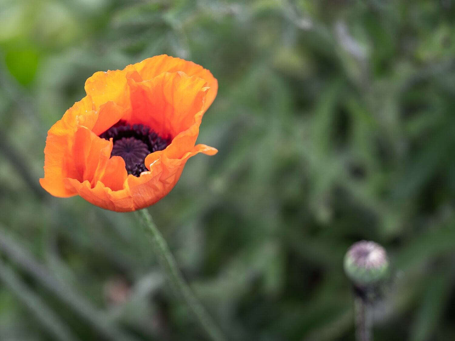 Common Poppy (Papaver Rhoeas), Isle of Colonsay, Inner Hebrides Archipelago, Scotland ultraHD Photo Print, Limited Edition