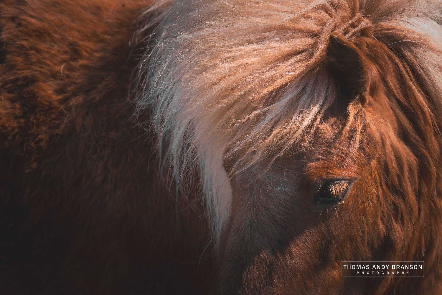 Shetland Pony (Equus Caballus), Mainland, The Shetland Islands, Scotland – Digital Photo Download