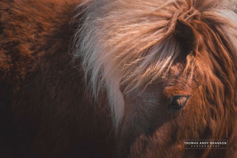 Shetland Pony (Equus Caballus), Mainland, The Shetland Islands, Scotland – Digital Photo Download