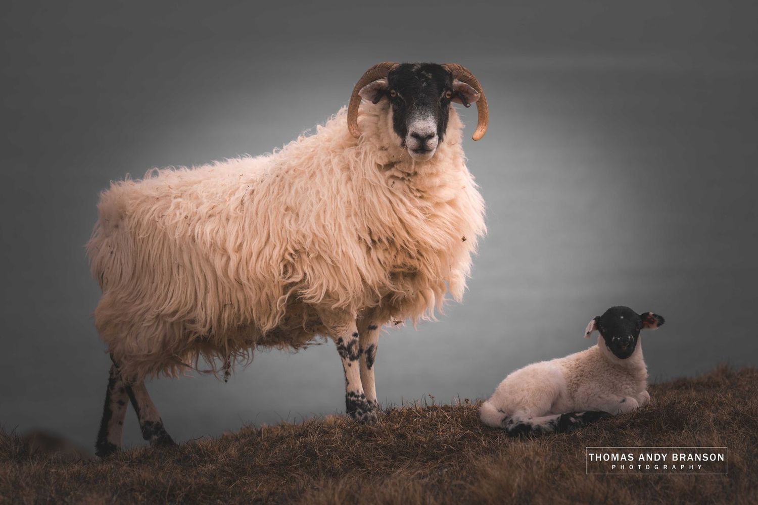 Sheep (Ovis Aries), Fetlar, The Shetland Islands, Scotland – Digital Photo Download