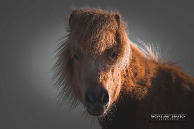 Shetland